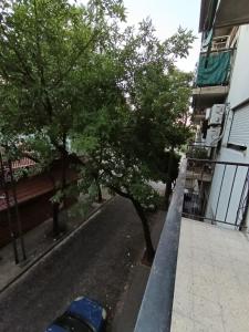 a tree on the side of a street next to a building at alma in Buenos Aires