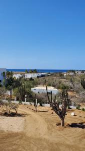 a desert with a cactus and a dirt road at Pitaya Guest Suite in El Pescadero