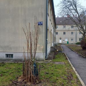 a small tree in front of a building at Ferienwohnung in Vienna