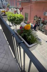 a display of plants on a balcony at DOMUS Puteoli in Pozzuoli
