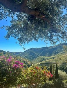 a view of a valley with flowers and trees at Finca RustiQ in Torrox