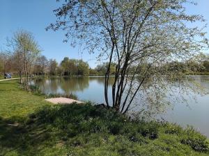 a tree sitting next to a body of water at Appartement T2 à la Campagne 10 min de Rennes in Corps-Nuds