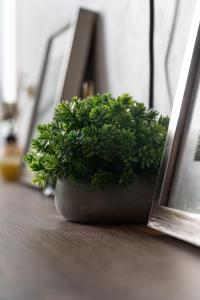 a plant sitting on a table next to a mirror at Apartment N22 in Leštane +20 photos