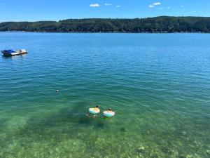 two ducks swimming in a large body of water at Oyster Oasis in Tahuya