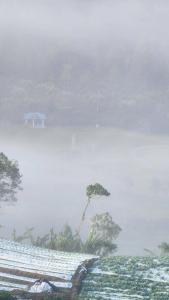 a misty view of a body of water with a tree at Crown imperial in Brinchang +276 photos