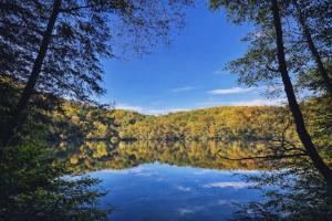 a view of a lake in the middle of a forest at Gite le Martalou in Lacapelle-Viescamp