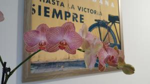 a picture of some flowers in front of a mirror at Studio 7 in Novi Sad