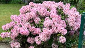 a bush of pink flowers in a garden at Ferienwohnung Trupermoor in Lilienthal