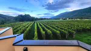 a view of a vineyard in a field of grapes at Apartman DAR Bošković Studio in Zagorak