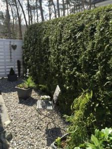 a hedge with some plants in a garden at Ferienwohnung Strandgut im Ostseebad Baabe in Baabe +1 photo
