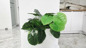 a plant hanging on a wall in a kitchen at Prestige Slow Lake Centrum Jezioro Magistrackie 100m Internet in Mrągowo