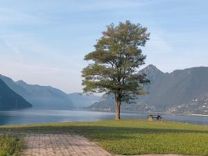 a tree on a grass field next to a lake at La Quiete in Ponte Caffaro