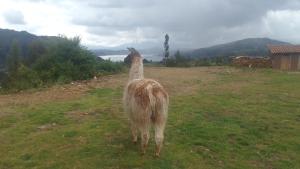 a llama standing on a field with a view of the water at Casa de Gumercindo in Ccorcor