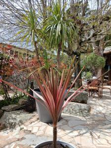 a palm tree in a pot in a garden at Chambre Mare a Mare in Porto-Vecchio