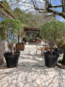 two trees in large pots on a patio at Chambre Mare a Mare in Porto-Vecchio