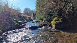 a stream of water with rocks and trees on the side at Bachoase Bischofsmais in Bischofsmais +18 photos