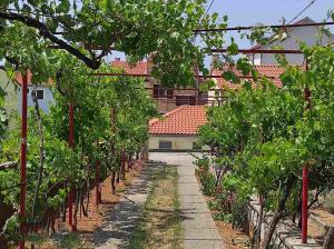 a row of tomato trees in a vineyard at Casa Mia 2 in Punat