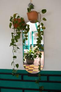 a mirror sitting on top of a green bench with plants at Origen Hostel Jardín in Jardin +21 photos