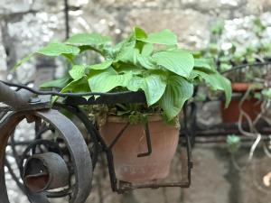 a potted plant hanging from a wrought iron fence at Luxury rooms in Split