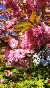 a bunch of pink flowers on a tree at Gästehaus Rosenkamp in Scharbeutz