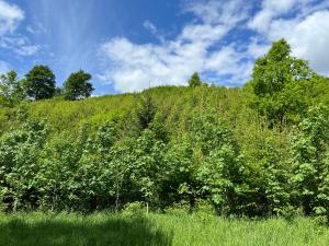 a grassy hill with bushes and trees on it at Dům ve stromech nad řekou in Moravecké Pavlovice