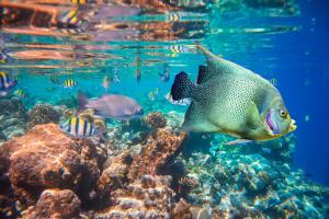 マレにあるザ ヴィノルヴァ モルディブのサンゴ礁を泳ぐ魚群
