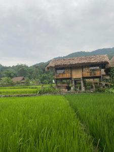 a house in the middle of a rice field at Corn family homestay in Làng Me