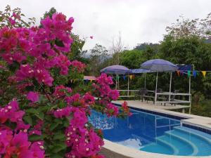 a view of a pool with pink flowers and umbrellas at Cabañas La Cima Del Cielo in San Vicente de Chucurí