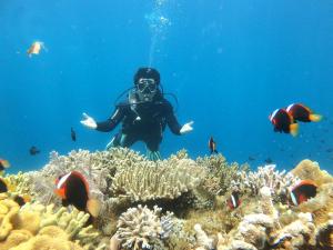 a person swimming over a coral reef with fish at Wambuliga Homestay in Waha