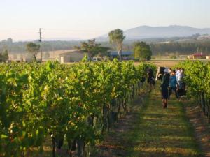 een groep mensen die door een rij wijnstokken lopen bij Broken View Estate in Pokolbin