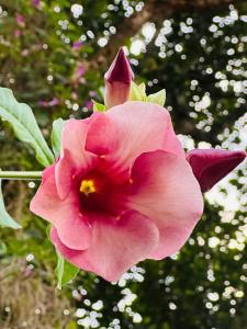 a pink flower on a plant with trees in the background at Sigiri Gateway in Galewela