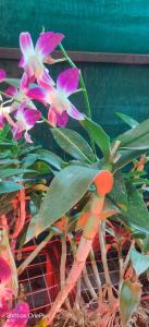 a plant with pink and white flowers in a pot at Hotel Sur Sangam in Nashik
