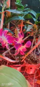 a group of pink flowers on a plant at Hotel Sur Sangam in Nashik