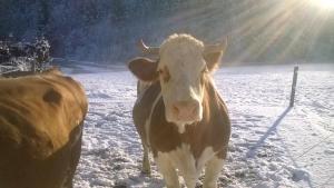 Tiere in der Ferienwohnung oder in der Nähe