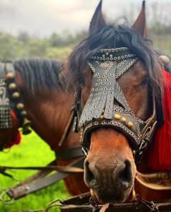 a close up of a horse wearing a headdress at Conacul Birtoc Refugiu Tradițional în Maramureș in Văleni
