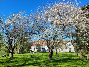 a tree with white flowers on it in a yard at Lejbølle Gamle Bageri in Tranekær