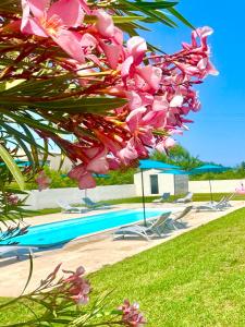 a bunch of pink flowers next to a swimming pool at Campo Vecchio Kamerops et piscine in Ghisonaccia