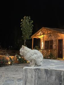 a white cat standing on a rock at night at Trivor resort in Hunza Valley +3 photos