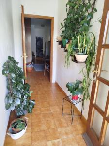 a hallway with lots of potted plants on the walls at ROOMS LUCE 2 & Supetar in Supetar