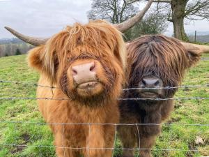 a brown cow with horns standing behind a fence at Whitehill Lodge - Uk47194 in Kirkcambeck