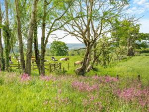 a field of flowers with animals grazing in the background at Whitehill Lodge - Uk47194 in Kirkcambeck