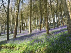 a carpet of bluebells in a wood with trees at Rawlsbury Lodge - Uk31007 in Ansty