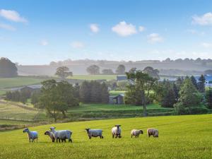 a herd of sheep standing in a field of grass at Rawlsbury Lodge - Uk31007 in Ansty