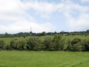 a herd of animals grazing in a green field at Under Willows - Uk12608 in Burton Overy +10 photos