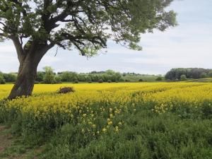 a field of yellow flowers with a tree at Sykelands Cottage in Ravensworth +6 photos