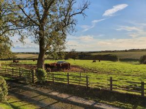 a herd of cows grazing in a field behind a fence at Lizzie's Cottage in Skendleby