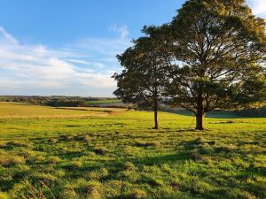 two trees in the middle of a field at Lizzie's Cottage in Skendleby +32 photos