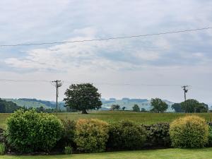 a tree in the middle of a field with bushes at The Laburnums in Askham