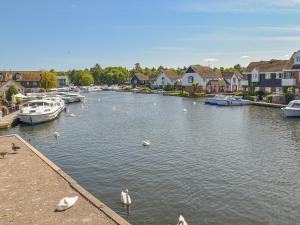 a group of swans swimming in a river with houses at No 1 Fox Burrow-Uk44306 in Lenwade