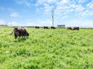 a herd of cows grazing in a field of grass at The Old Stables 1 - Uk46682 in Shipton under Wychwood